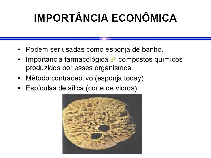 IMPORT NCIA ECONÔMICA • Podem ser usadas como esponja de banho. • Importância farmacológica