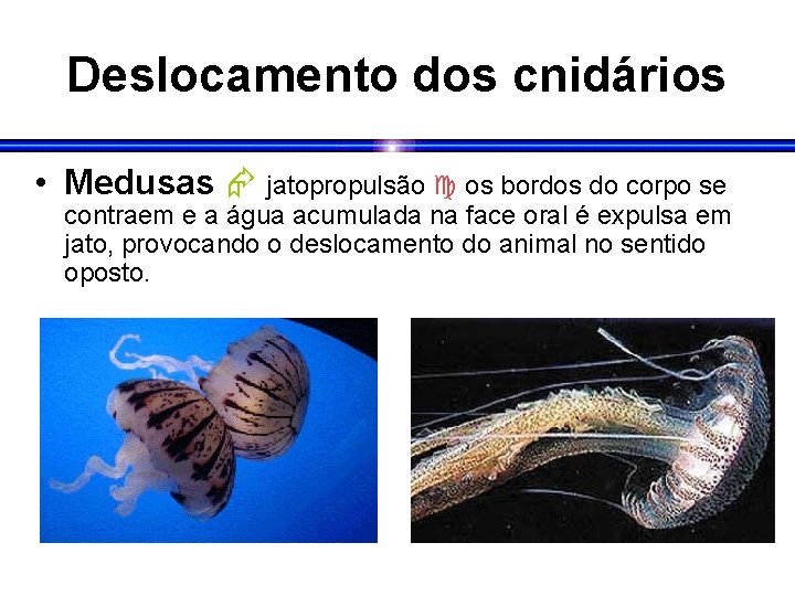 Deslocamento dos cnidários • Medusas jatopropulsão os bordos do corpo se contraem e a