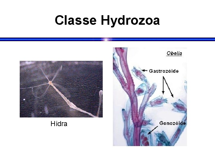 Classe Hydrozoa Hidra 