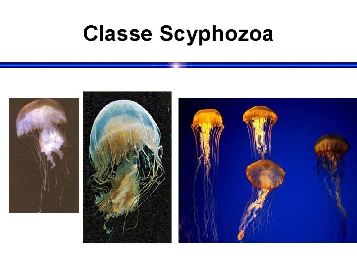 Classe Scyphozoa 