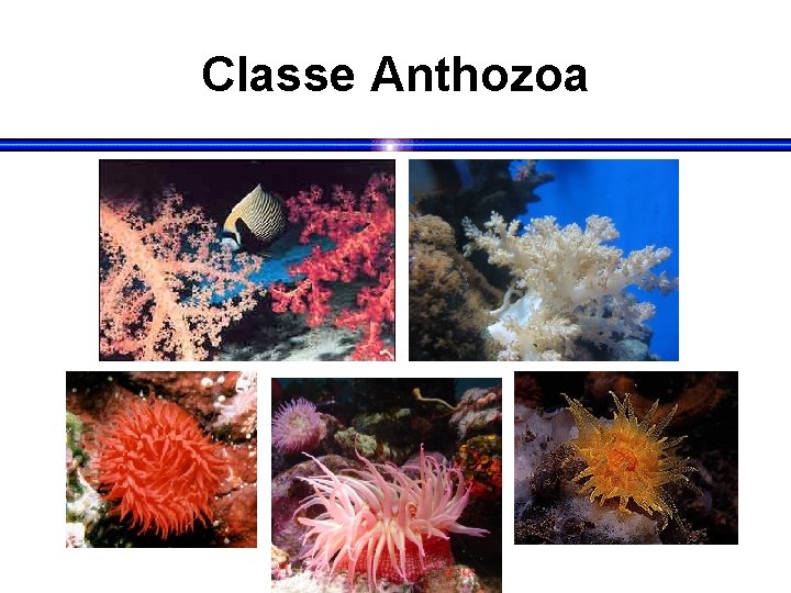 Classe Anthozoa 