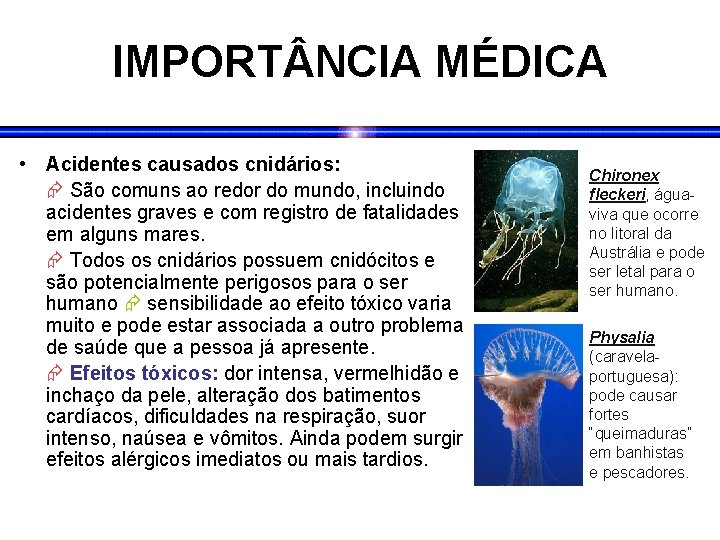 IMPORT NCIA MÉDICA • Acidentes causados cnidários: São comuns ao redor do mundo, incluindo