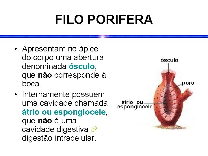 FILO PORIFERA • Apresentam no ápice do corpo uma abertura denominada ósculo, que não