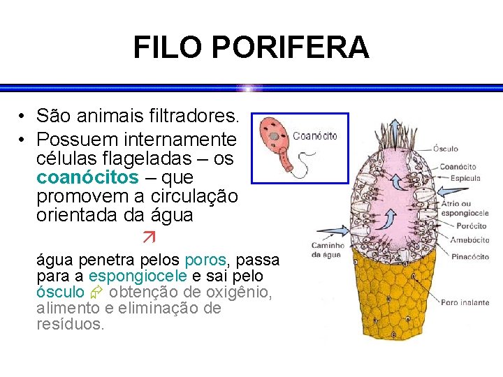 FILO PORIFERA • São animais filtradores. • Possuem internamente células flageladas – os coanócitos