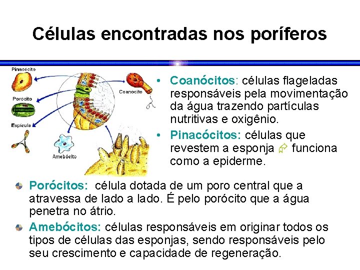 Células encontradas nos poríferos • Coanócitos: células flageladas responsáveis pela movimentação da água trazendo