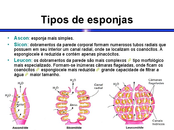 Tipos de esponjas • Ascon: esponja mais simples. • Sicon: dobramentos da parede corporal