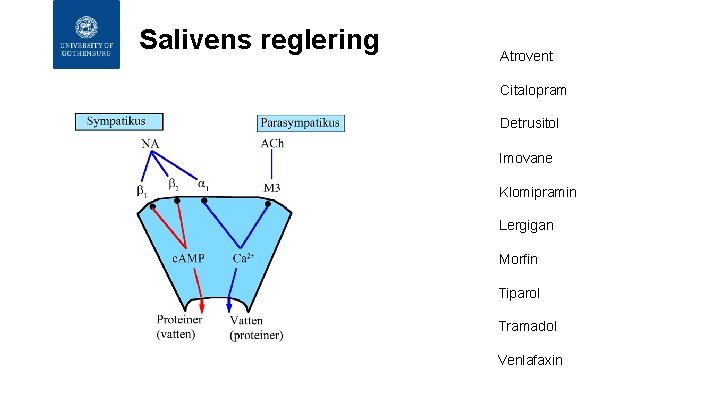 Salivens reglering Atrovent Citalopram Detrusitol Imovane Klomipramin Lergigan Morfin Tiparol Tramadol Venlafaxin Salivens reglering Atrovent Citalopram Detrusitol Imovane Klomipramin Lergigan Morfin Tiparol Tramadol Venlafaxin