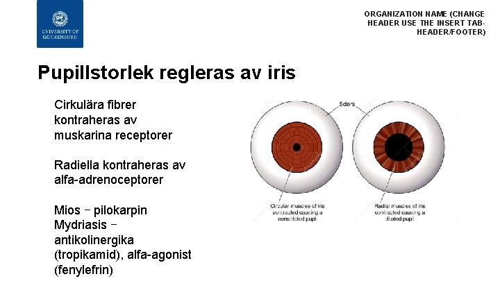 ORGANIZATION NAME (CHANGE HEADER USE THE INSERT TABHEADER/FOOTER) Pupillstorlek regleras av iris Cirkulära fibrer ORGANIZATION NAME (CHANGE HEADER USE THE INSERT TABHEADER/FOOTER) Pupillstorlek regleras av iris Cirkulära fibrer