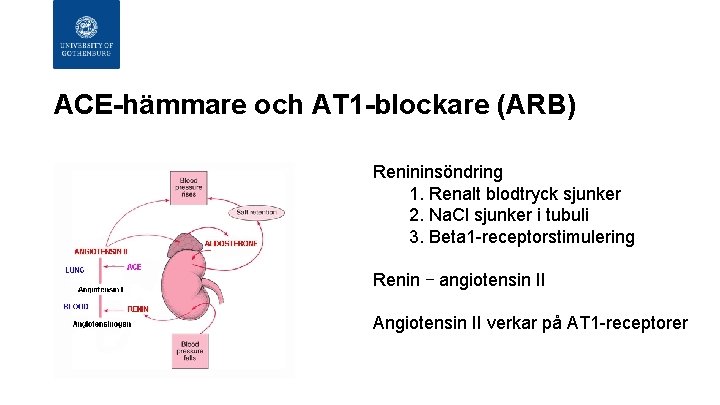 ACE-hämmare och AT 1 -blockare (ARB) Renininsöndring 1. Renalt blodtryck sjunker 2. Na. Cl