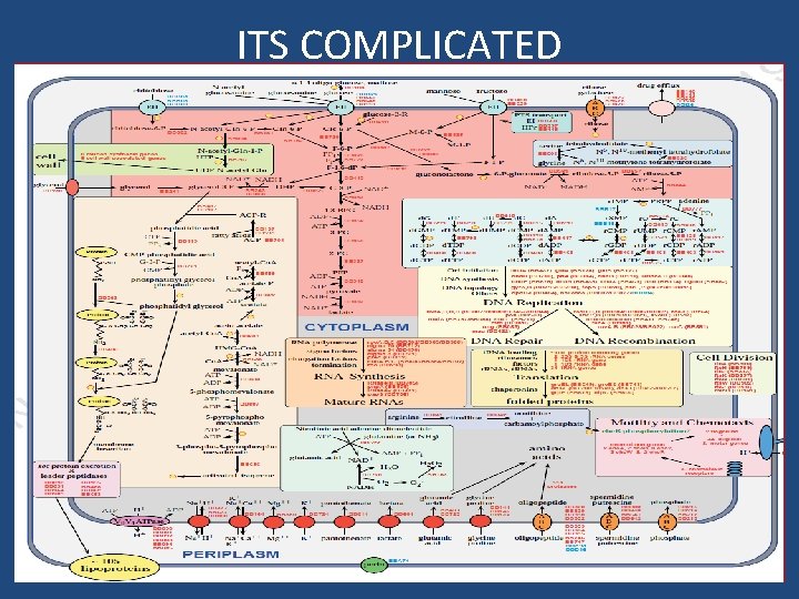 ITS COMPLICATED Different morphological forms of Borrelia burgdorferi Miklossy et al. (2008) 