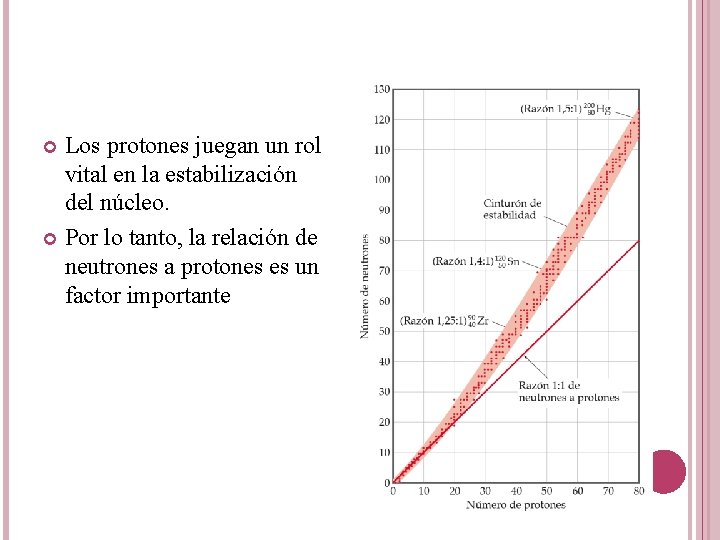 Los protones juegan un rol vital en la estabilización del núcleo. Por lo tanto,