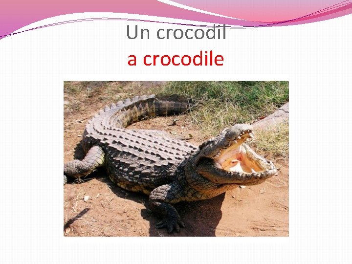 Un crocodil a crocodile 