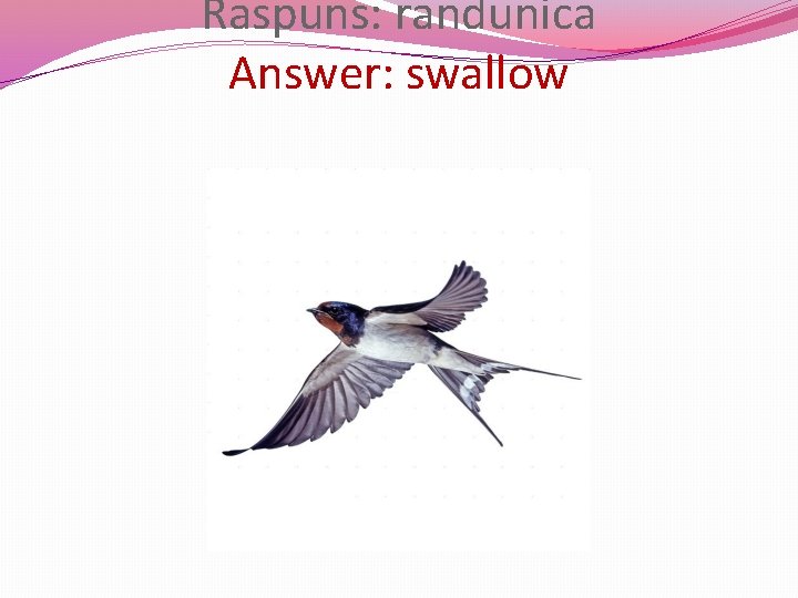 Raspuns: randunica Answer: swallow 