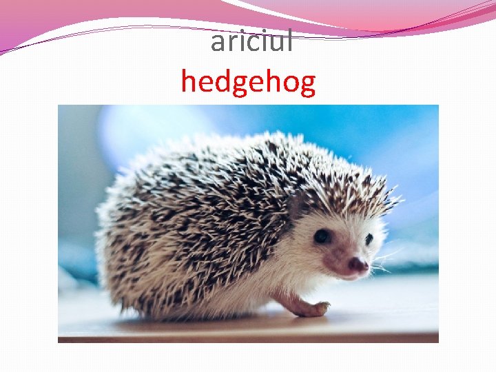  ariciul hedgehog 