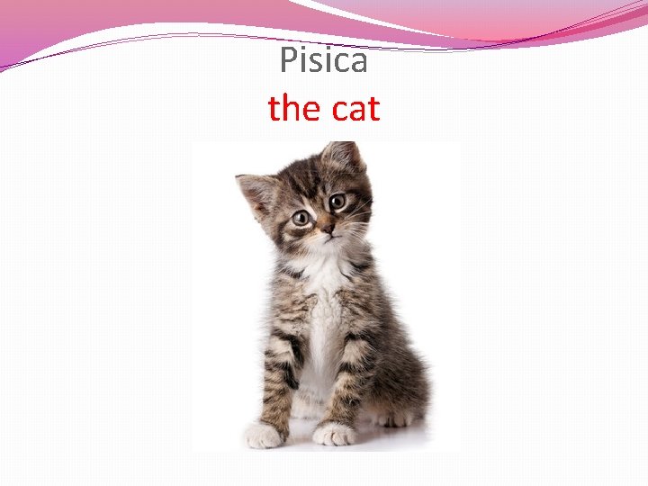 Pisica the cat 