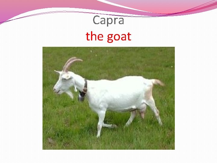 Capra the goat 