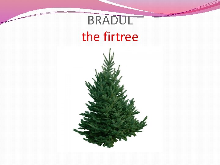 BRADUL the firtree 