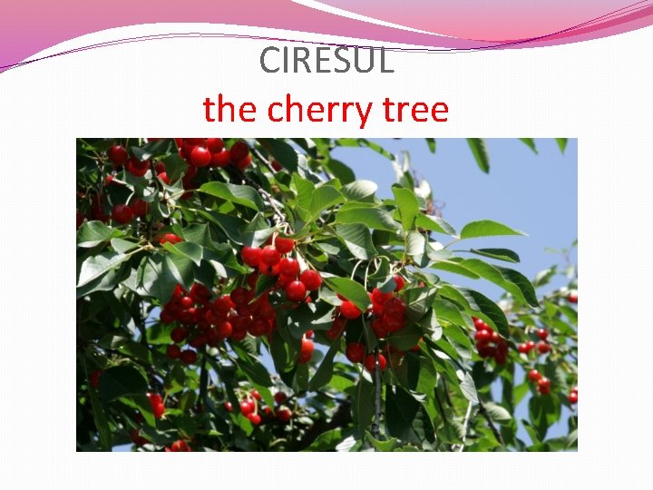 CIRESUL the cherry tree 