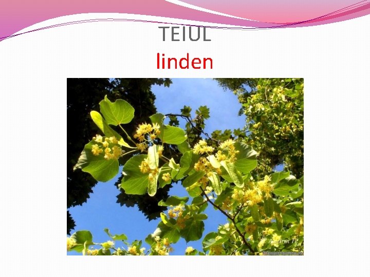 TEIUL linden 