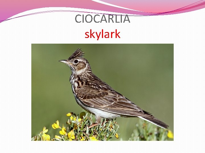 CIOCARLIA skylark 