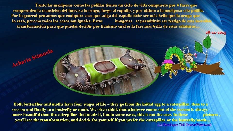 Tanto las mariposas como las polillas tienen un ciclo de vida compuesto por 4