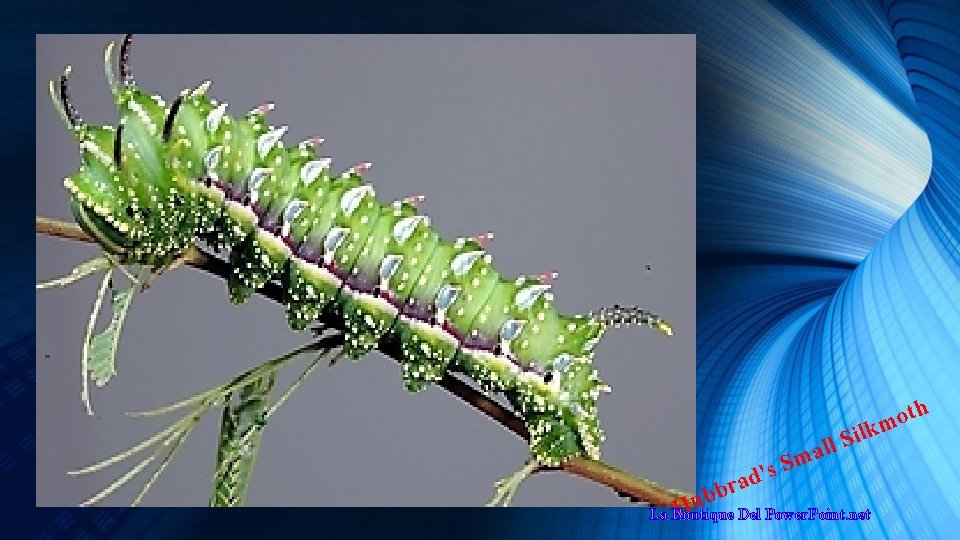 ll a m s. S ' d a th o m Silk r b