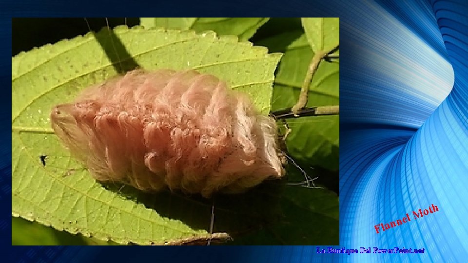 th o l. M e n lan F La Boutique Del Power. Point. net