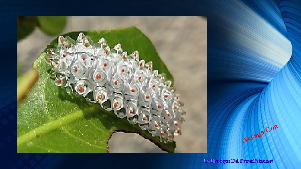 oa C a g a Acr La Boutique Del Power. Point. net 