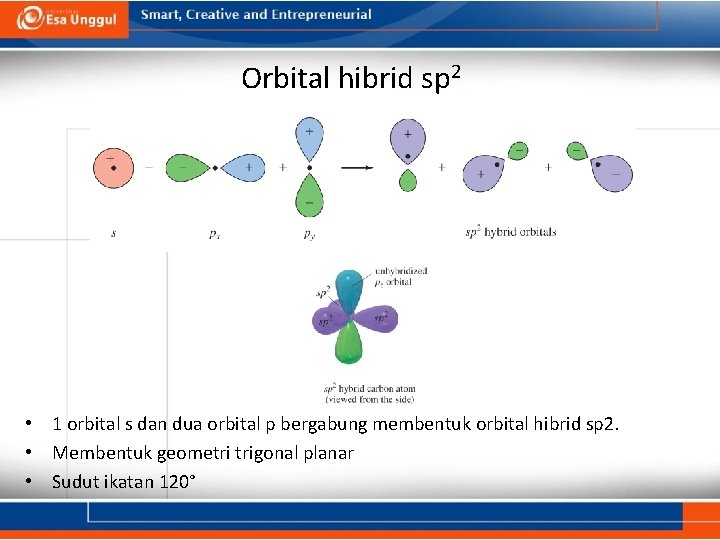 Orbital hibrid sp 2 • 1 orbital s dan dua orbital p bergabung membentuk
