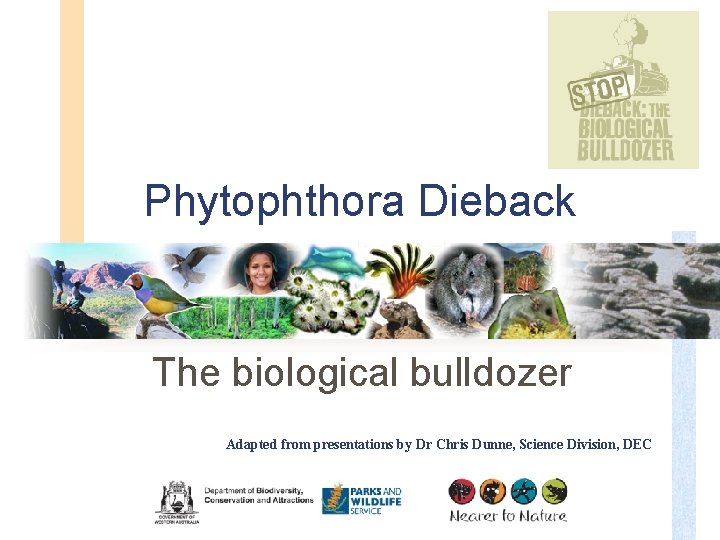 Phytophthora Dieback The biological bulldozer Adapted from presentations by Dr Chris Dunne, Science Division,