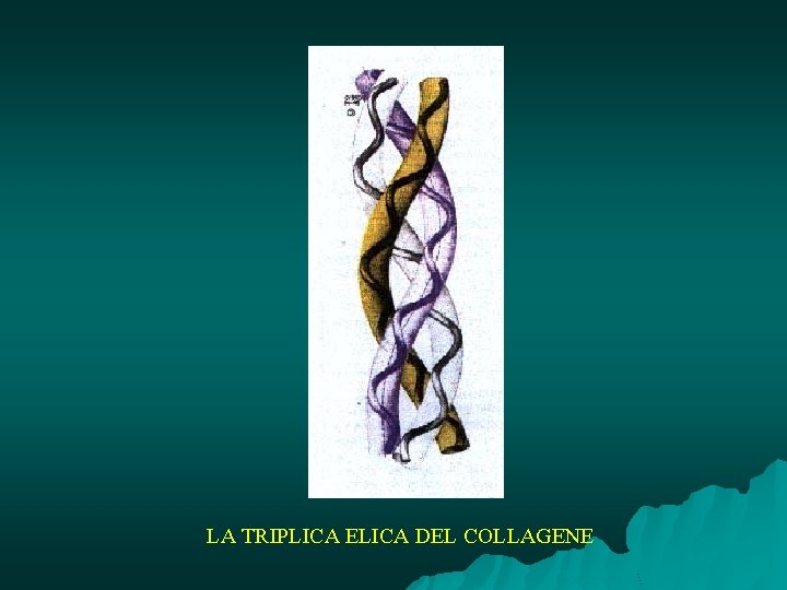  LA TRIPLICA ELICA DEL COLLAGENE 