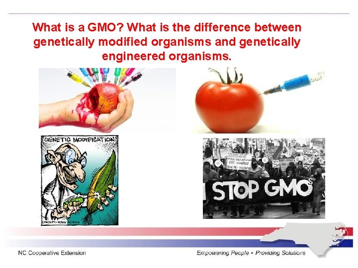 What is a GMO? What is the difference between genetically modified organisms and genetically