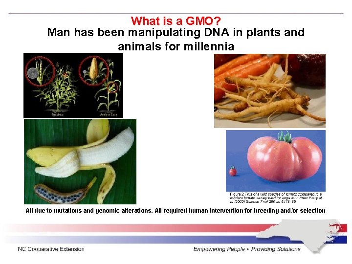 What is a GMO? Man has been manipulating DNA in plants and animals for