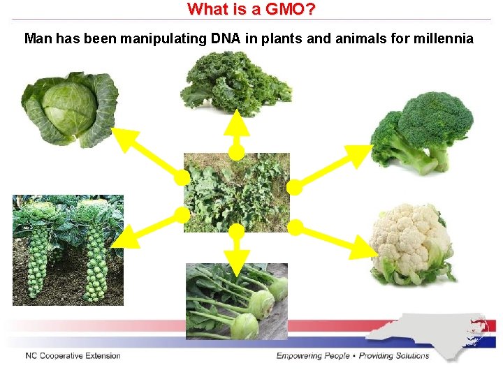 What is a GMO? Man has been manipulating DNA in plants and animals for