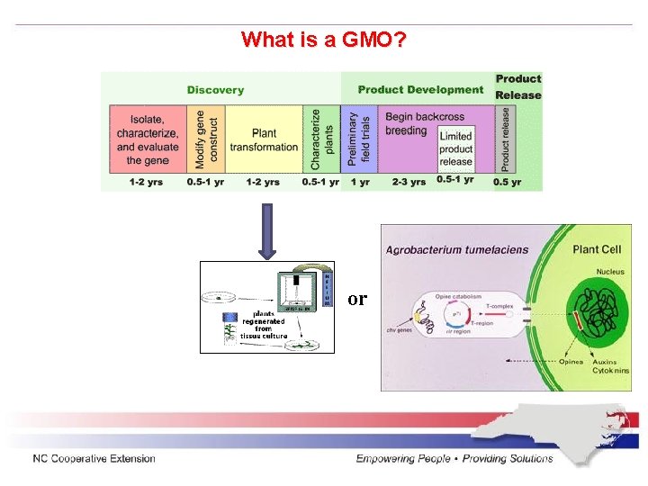 What is a GMO? or 