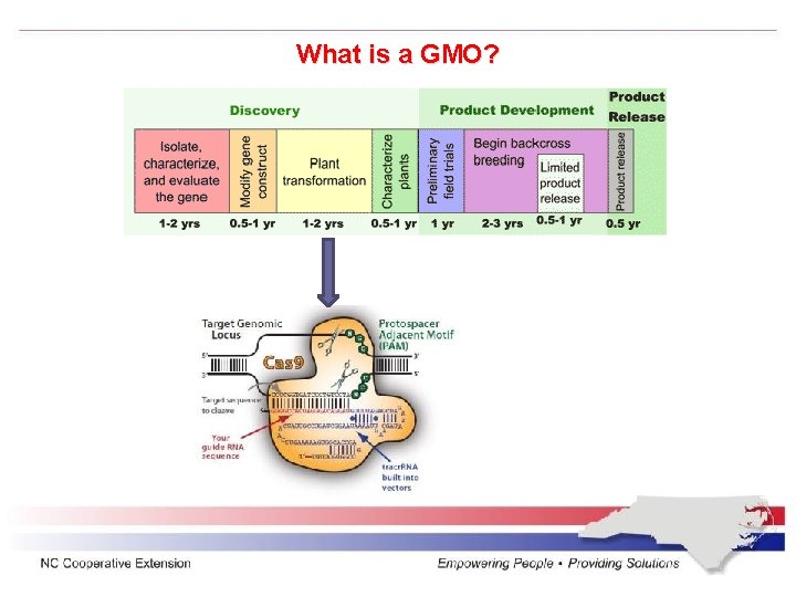 What is a GMO? 