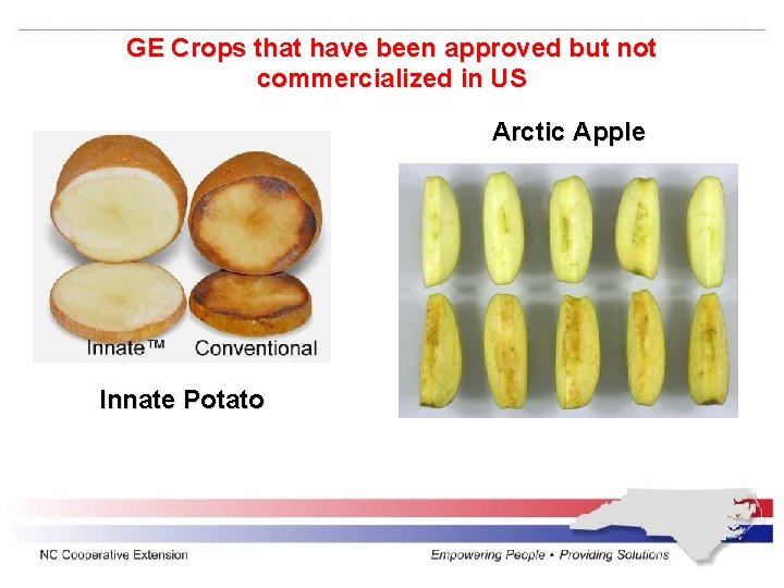 GE Crops that have been approved but not commercialized in US Arctic Apple Innate