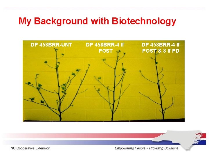 My Background with Biotechnology DP 458 BRR-UNT DP 458 BRR-4 lf POST & 8