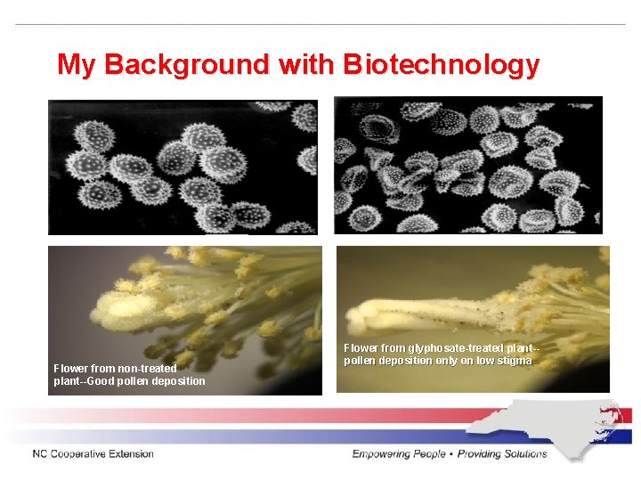 My Background with Biotechnology Flower from non-treated plant--Good pollen deposition Flower from glyphosate-treated plant-pollen
