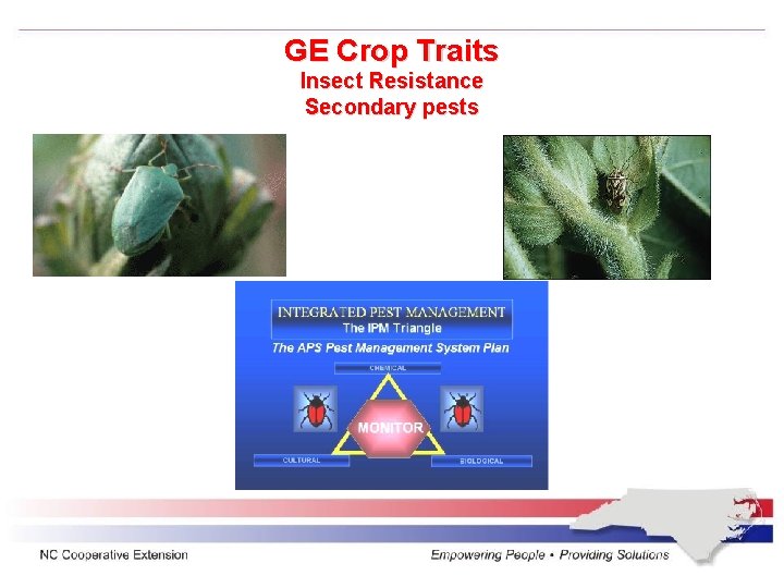 GE Crop Traits Insect Resistance Secondary pests 