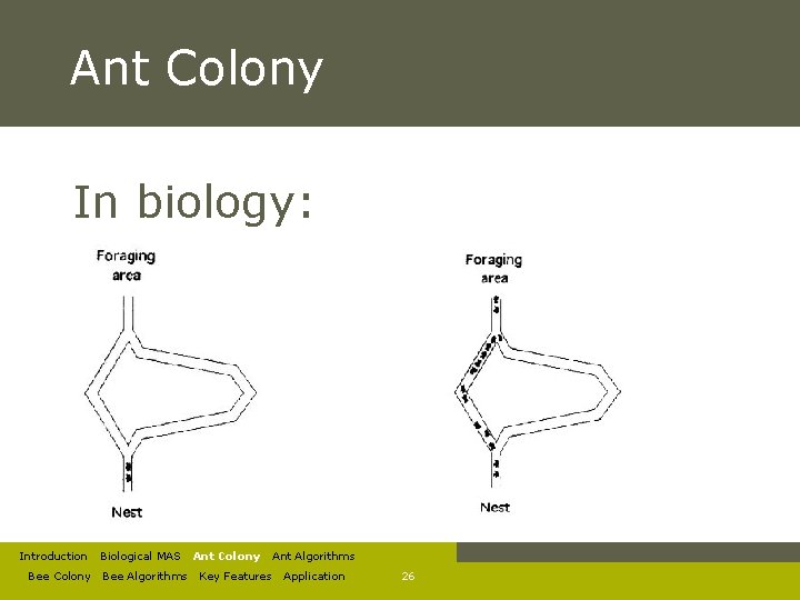 Genetic Algorithms and Ant Colony Optimisation 1 Introduction