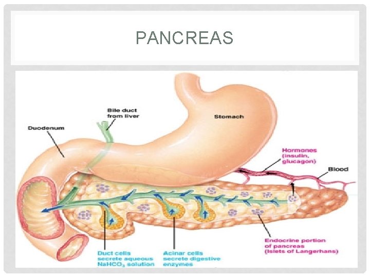 PANCREAS PANCREAS