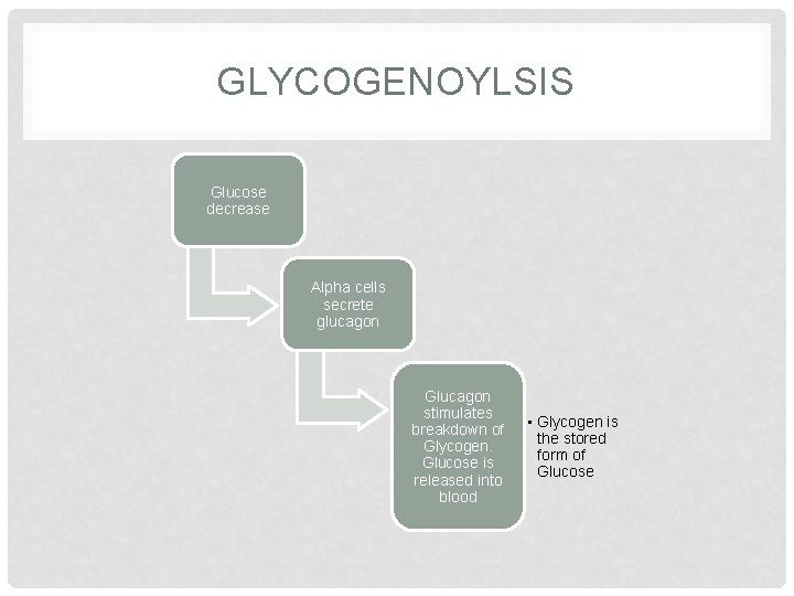 GLYCOGENOYLSIS Glucose decrease Alpha cells secrete glucagon Glucagon stimulates breakdown of Glycogen. Glucose is GLYCOGENOYLSIS Glucose decrease Alpha cells secrete glucagon Glucagon stimulates breakdown of Glycogen. Glucose is