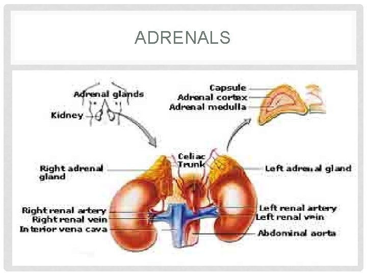 ADRENALS ADRENALS