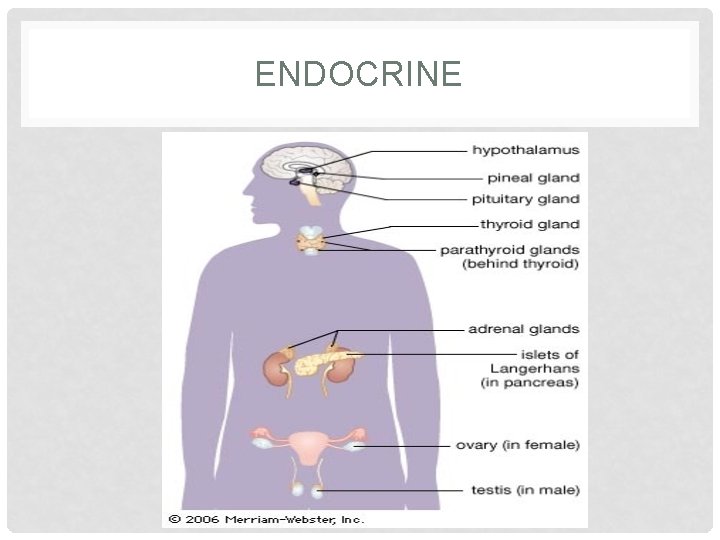ENDOCRINE ENDOCRINE