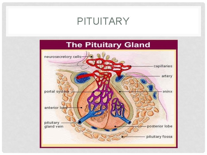 PITUITARY PITUITARY