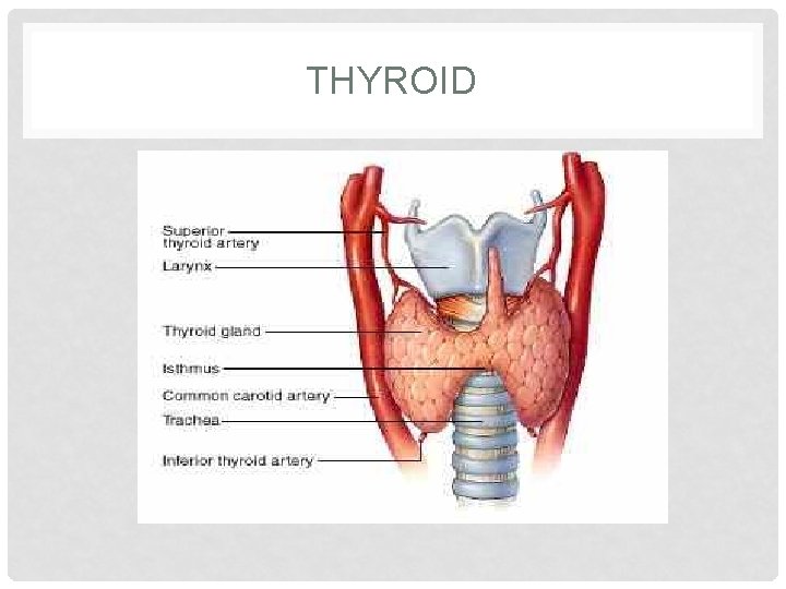 THYROID THYROID