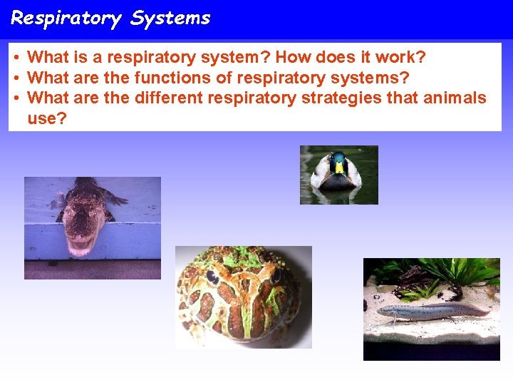 Respiratory Systems • What is a respiratory system? How does it work? • What
