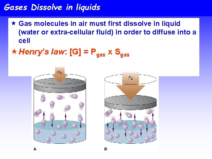 Gases Dissolve in liquids « Gas molecules in air must first dissolve in liquid