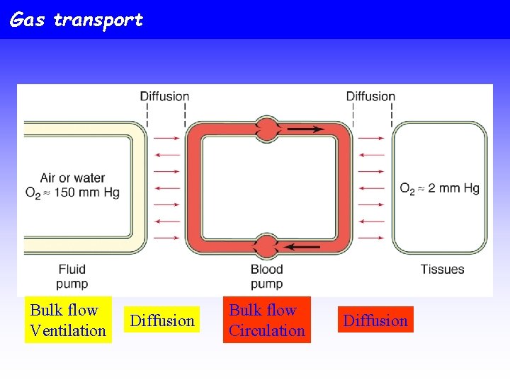 Gas transport Bulk flow Ventilation Diffusion Bulk flow Circulation Diffusion 